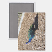 Indian Blue Peafowl magnet Magneet (Voorkant / Achterkant)