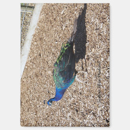 Indian Blue Peafowl magnet Magneet