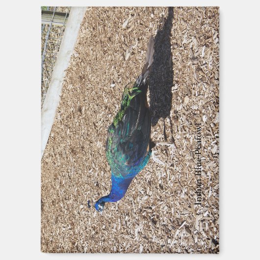 Indian Blue Peafowl magnet Magneet (Voorkant)