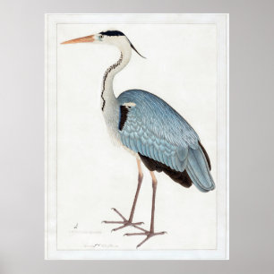 Indian Grey Heron (1780-1782) beroemd gemaakt door Poster