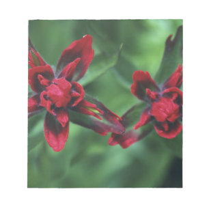 Indian Paintborstel, Banff NP, Alberta, Canada 2 Notitieblok