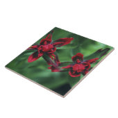 Indian Paintborstel, Banff NP, Alberta, Canada 2 Tegeltje (Zijkant)