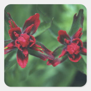 Indian Paintbrush, Banff NP, Alberta, Canada 2 Vierkante Sticker