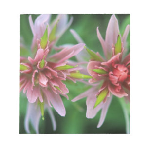 Indian Paintbrush, Banff NP, Alberta, Canada Notitieblok