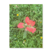 Indian Paintbrush Bloom Magneet