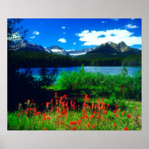 Indian Paintbrush Wildflowers Poster