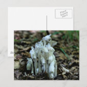 Indian Pipe Champhrooms Nature Photo Carte postale (Devant / Derrière)