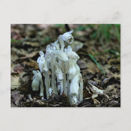 Indian Pipe Champhrooms Nature Photo Carte postale (Devant)