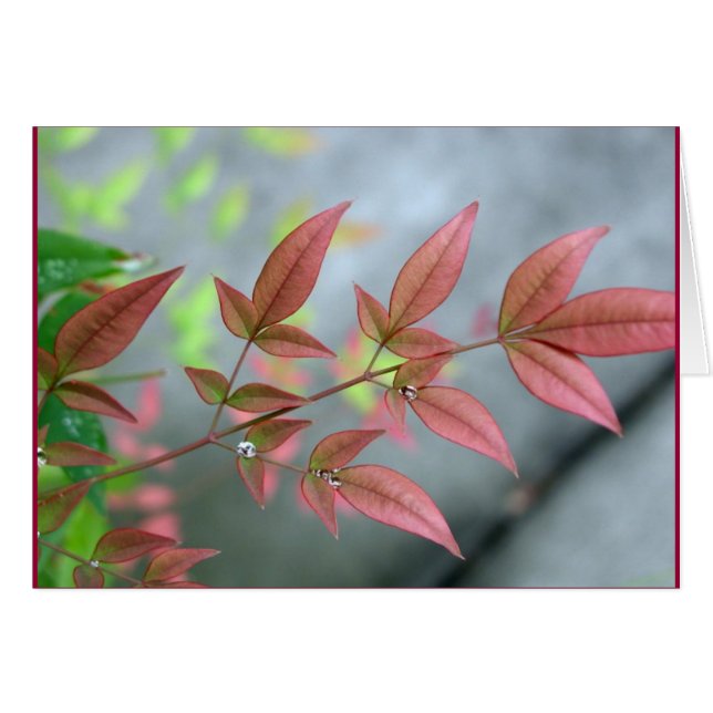 Indian Summer Morn (Voorkant Horizontaal)