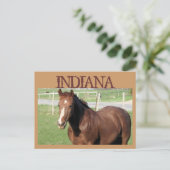 INDIANA Horse Briefkaart (Staand voorkant)