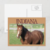 INDIANA Horse Briefkaart (Voorkant / Achterkant)