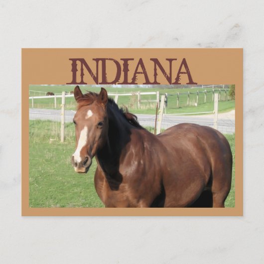 INDIANA Horse Briefkaart (Voorkant)