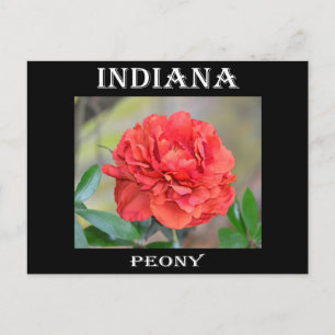 Indiana Peony Briefkaart