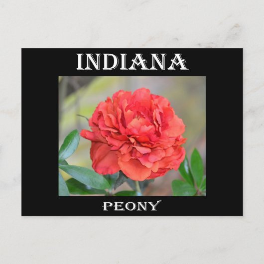 Indiana Peony Briefkaart (Voorkant)