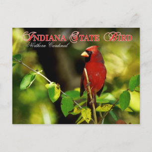 Indiana State Bird - Northern Kardinaal Briefkaart