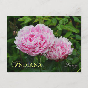 Indiana State Flower: Peony Briefkaart
