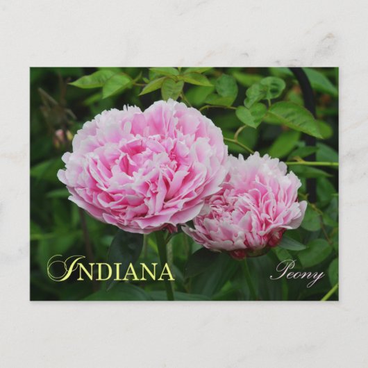 Indiana State Flower: Peony Briefkaart (Voorkant)