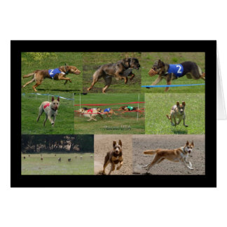 Indiandog race VS
