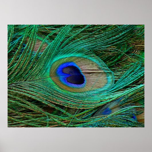 Indianenblauw Poster met peacock (Voorkant)