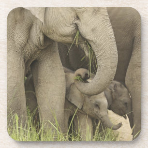 Indiase / Aziatische Olifant en jong,Corbett 3 Bier Onderzetter