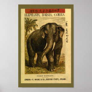 Indiase Elephant Natural History Print