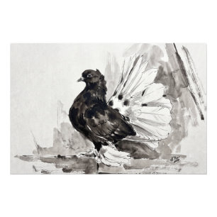 Indiase Fantail Duif Eyeliner Hen Foto Afdruk