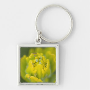 Indiase Gouden Penselenkwast Castilleja 2 Sleutelhanger