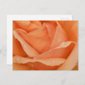 Indiase Zomer Roos Briefkaart (Voorkant / Achterkant)