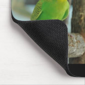 Indien Ringneck et tapis de souris de baiser de (Coin)