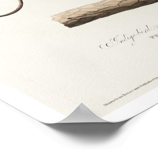 Indigo Bird par Audubon Poster (Coin)