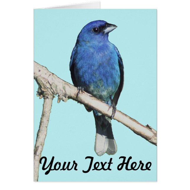 Indigo Bunting (Voorkant)