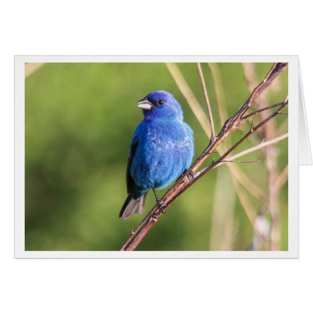Indigo Bunting (Voorkant Horizontaal)