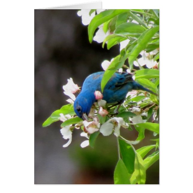 Indigo Bunting (Voorkant)