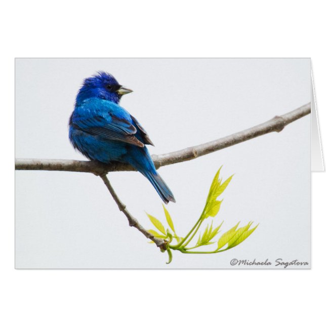 Indigo Bunting (Voorkant Horizontaal)