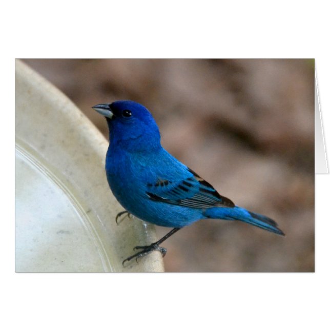 Indigo Bunting (Voorkant Horizontaal)