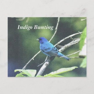 Indigo Bunting Briefkaart