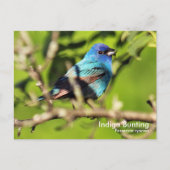 Indigo Bunting Briefkaart (Voorkant)