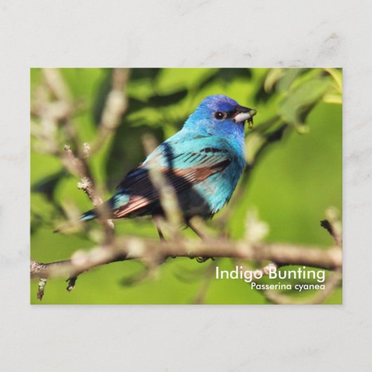 Indigo Bunting Briefkaart (Voorkant)