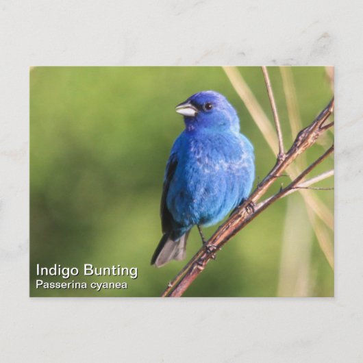 Indigo Bunting Briefkaart (Voorkant)