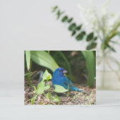 indigo bunting briefkaart (Staand voorkant)
