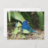 indigo bunting briefkaart (Voorkant / Achterkant)