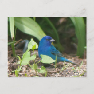 indigo bunting briefkaart