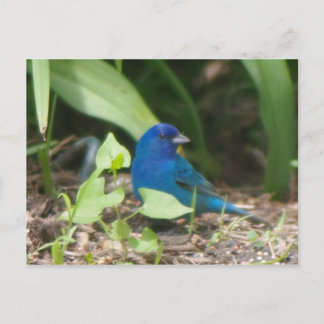 indigo bunting briefkaart