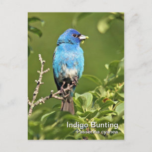 Indigo Bunting Briefkaart
