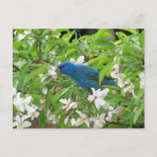 Indigo Bunting en Blossom - Bird Briefkaart