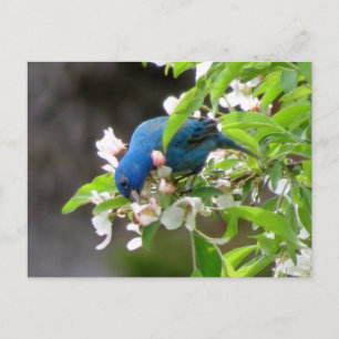 Indigo Bunting Feeding - Bird Briefkaart