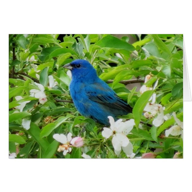 Indigo Bunting in Crabapple (Voorkant Horizontaal)