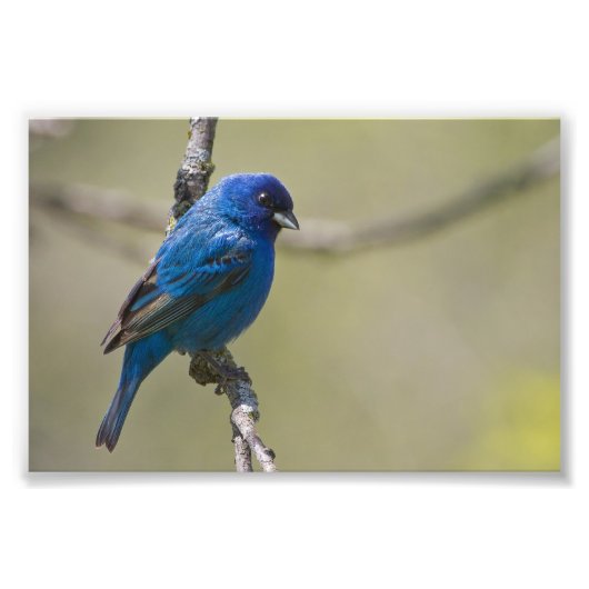 Indigo Bunting in Sunlight: Foto Foto Afdruk (Voorkant)