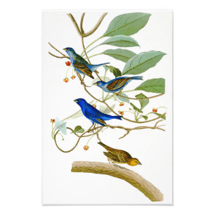 Indigo Bunting John James Audubon Birds of America Foto Afdruk