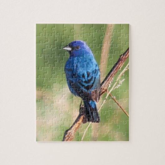 Indigo Bunting Legpuzzel (Verticaal)